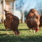 jan-baborak-bGVRTa3wA98-unsplash